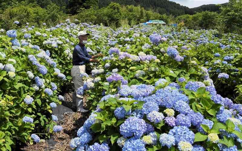 見頃を迎えた「あじさい蓮華パーク」の3万本のアジサイ＝人吉市