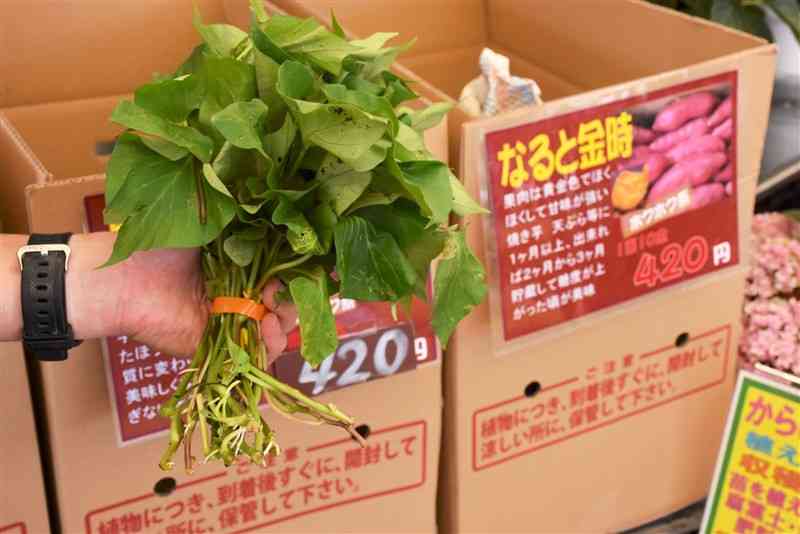 熊本市内の園芸店の店頭で販売されているサツマイモ苗。登録品種も扱っている
