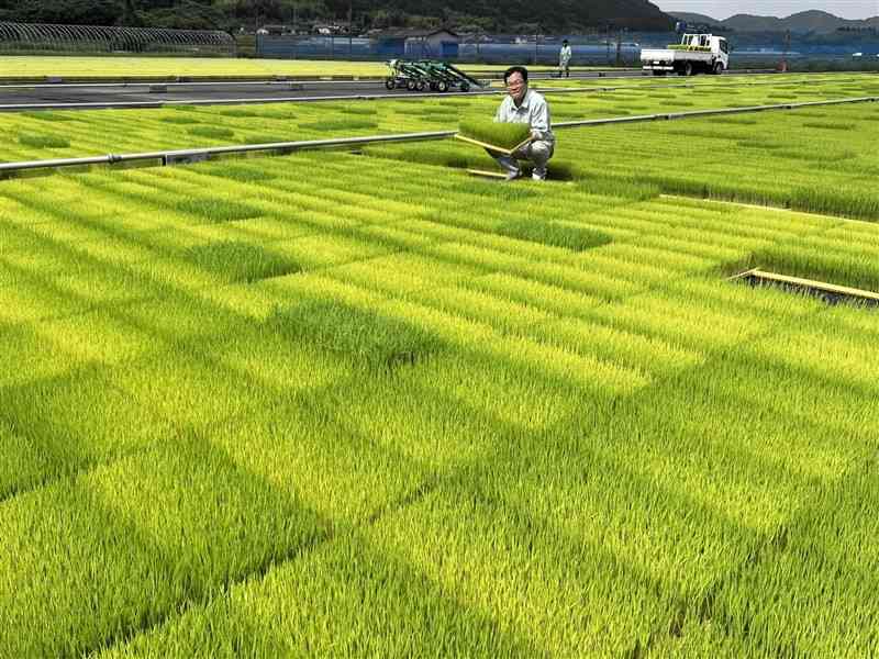 下東育苗ライスセンターで育てられた水稲苗＝宇城市