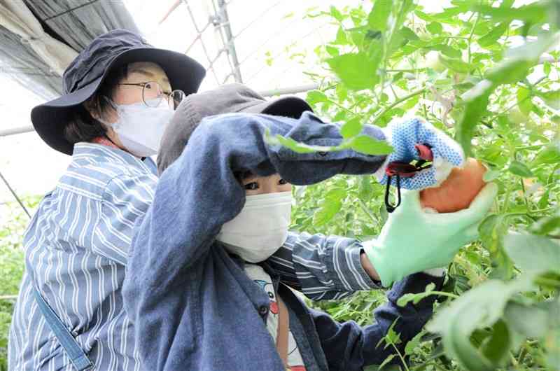 トマトを収穫する親子＝熊本市南区
