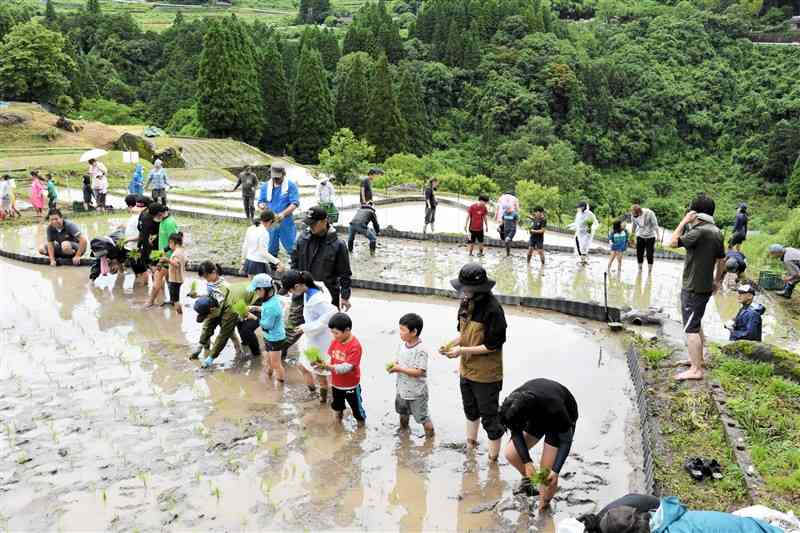 松谷棚田で田植えする小学生ら＝球磨村