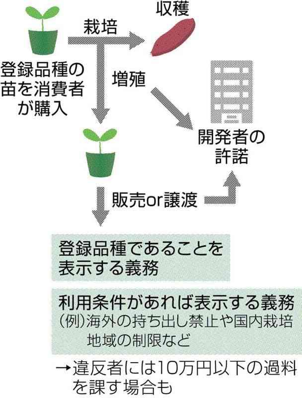 フリマで苗の売買 それ「違法」かも…？ サツマイモなど 登録品種や禁止