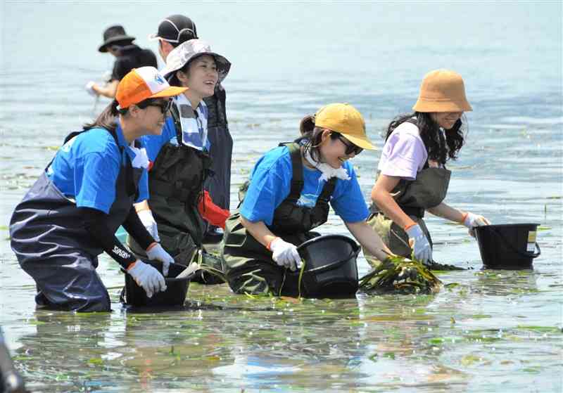 海中のアマモを手に取って種子が付いていないか確認する参加者＝上天草市