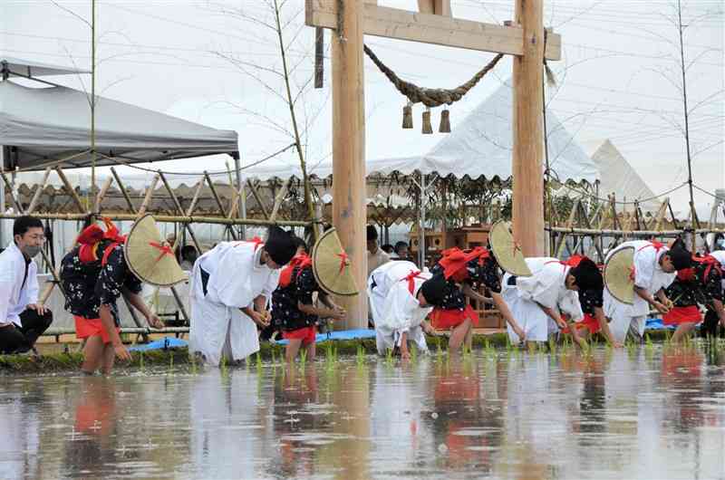 田男や早乙女の姿で献穀田に苗を植える龍峯小の児童ら＝八代市