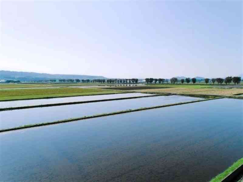 熊本市が白川中流域の水田で実施した湛水事業（市提供）