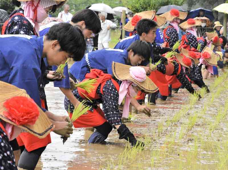 神田に稲の苗を植える高校生ら＝荒尾市