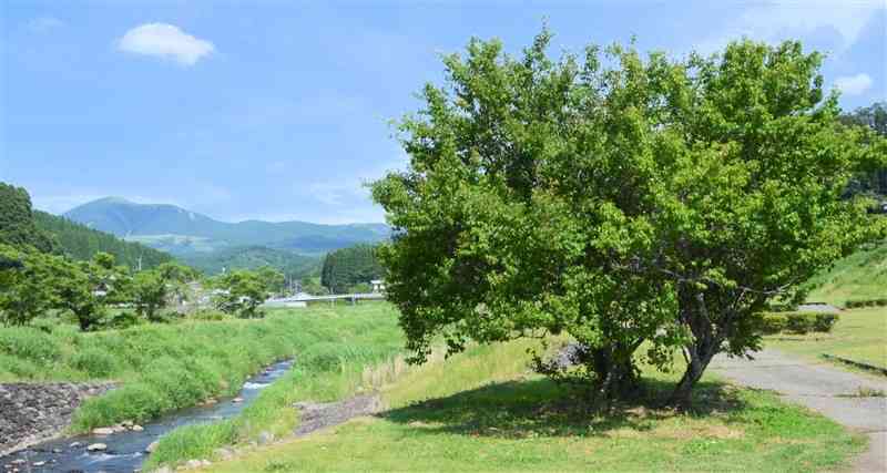 涌蓋山を望む北里河川公園に立つ梅の木。少女の命を救ったと伝えられる＝小国町