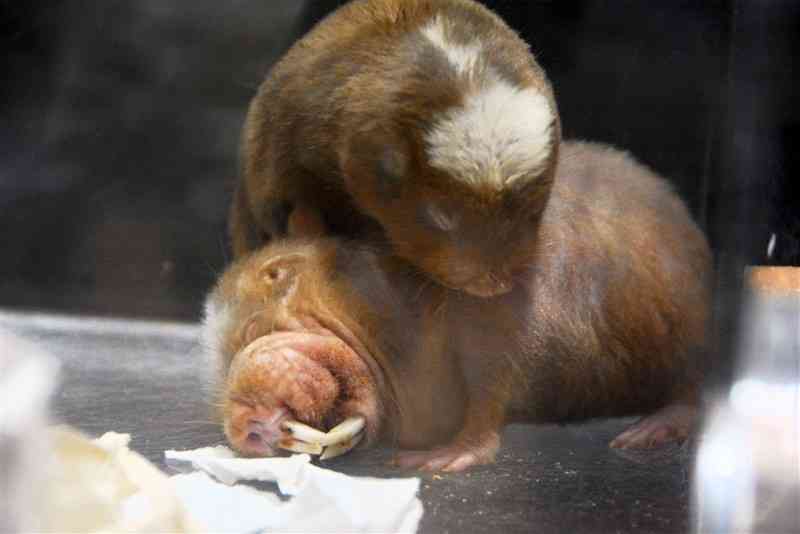 国内の動物園で初めての飼育となるダマラランドデバネズミ。褐色の体毛で覆われている＝30日、熊本市東区