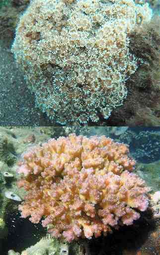 写真上はハナガササンゴ属の一種＝２０１４年８月、同下はハナヤサイサンゴ＝１０月、いずれも天草市牛深沖