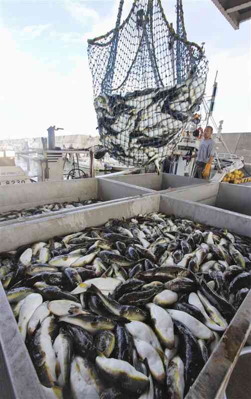 海の環境が変わっているとみられ、とれる魚の種類も変化している。北海道では近年、マフグがとれるようになってきた＝2022年10月、北海道北見市