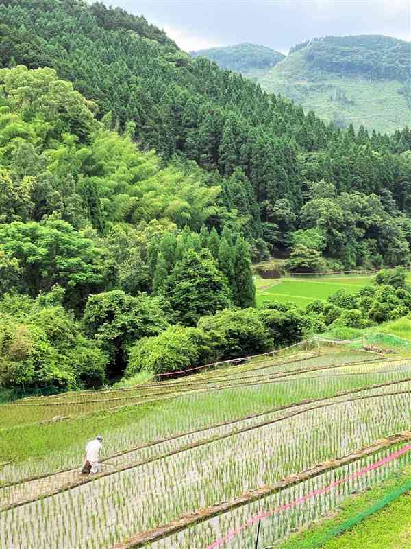 寒川水源に向かう道路沿いに広がる棚田