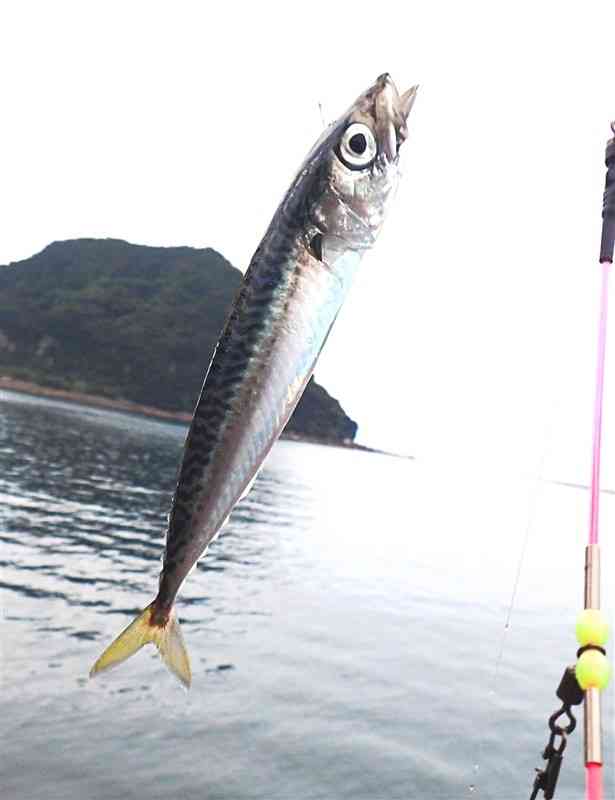 強い引きを見せたサバゴ＝上天草市大矢野町