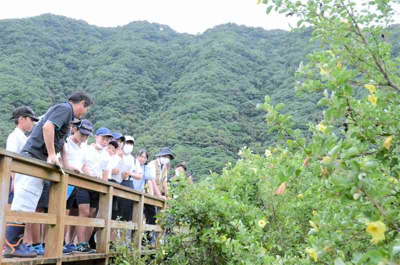 ハマボウの群生地で、花の付き方や環境を観察する新和小の6年生＝天草市