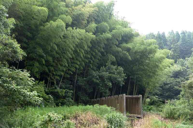 旧鹿北町が約20年前に整備した公園は大部分が竹林に覆われた。多数あった木製オブジェのうち、全容を確認できるのは手前の1基ぐらいだ＝6日、山鹿市