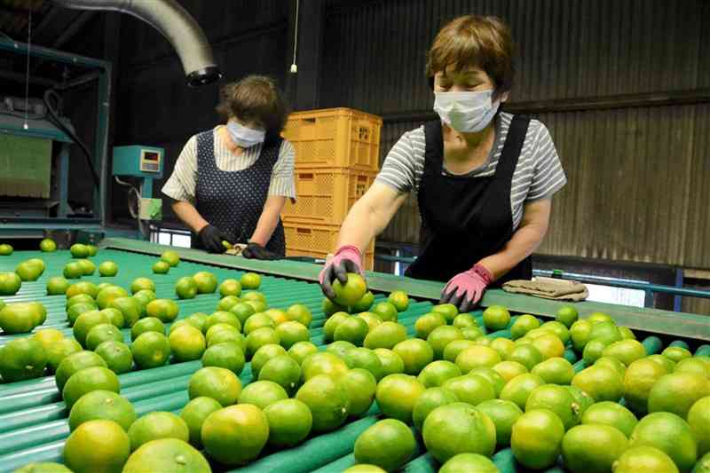 出荷の最盛期を迎え、次々と選果されるハウスミカン＝8日、熊本市北区