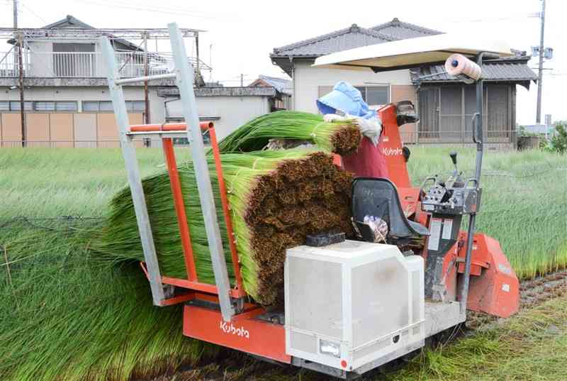 収穫機でイ草を刈り取る農家＝八代市