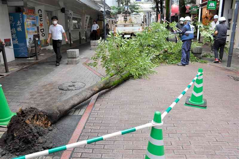 根元から倒れ、三年坂通りをふさいだケヤキ＝10日午後3時ごろ、熊本市中央区