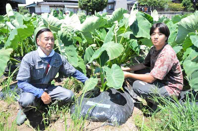 サトイモの成長を確認する増田一明さん（左）、一斗さん＝御船町