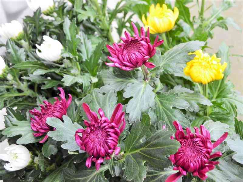 8月上旬にかけて仏花として需要が増える大輪菊＝熊本市中央区