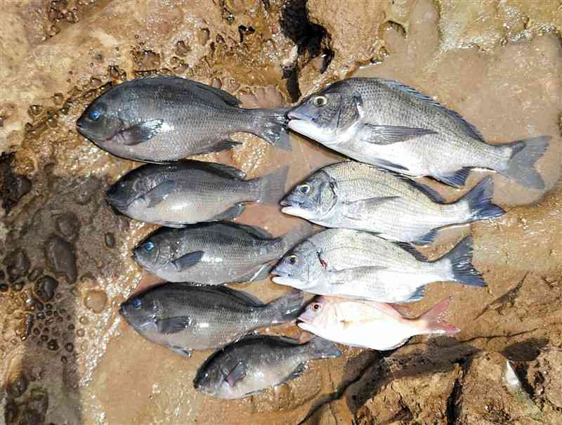 ウキを沈め付け餌を安定させるなどし揚げたクロやチヌ＝上天草市松島町のエビス瀬