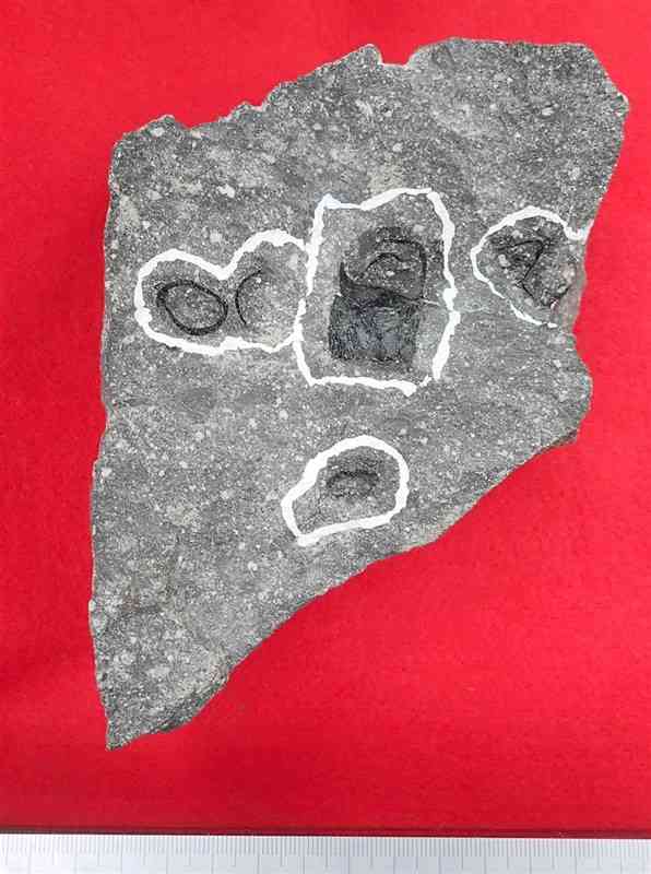 天草市御所浦町で発見された、九州最古の翼竜の骨の化石（白い枠で囲まれた黒い部分）（天草市立御所浦白亜紀資料館・福井県立恐竜博物館提供）