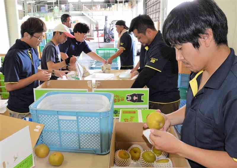 傷の有無や色合いをチェックしながら吉野梨を箱に詰める地元農家＝氷川町