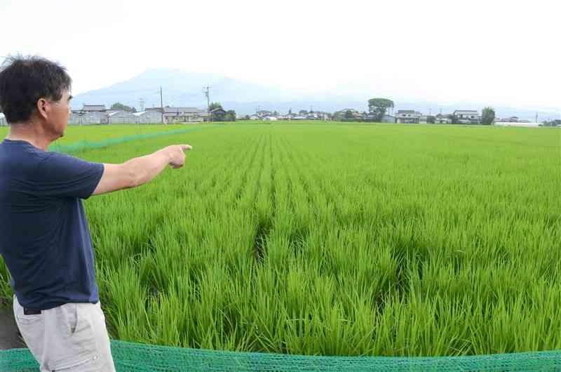 除草剤を使わないコメ栽培を手掛ける「あそ有機農園」の水田を見渡す山本誠也代表＝7月27日、阿蘇市