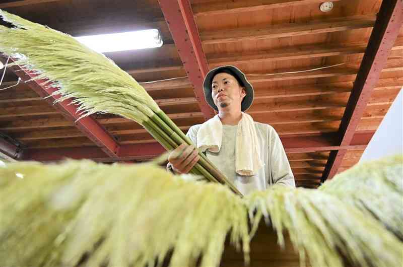 収穫したパンパスグラスの出荷作業に追われる田中涼太さん＝菊池市