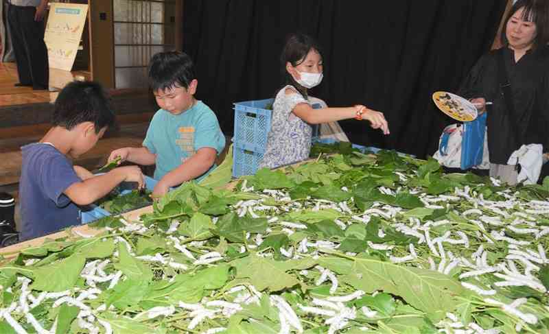 蚕約2500匹に餌のクワの葉を与える託麻南小の児童ら＝山鹿市