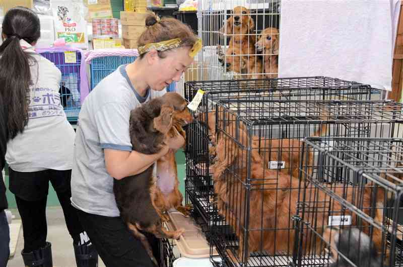 保護した犬を世話する「はちボラ」のメンバー。手前が高野有美子代表＝7月下旬、八代市