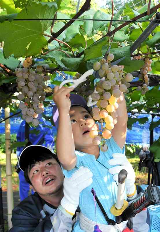 「高浜ぶどう」を収穫する親子＝天草市