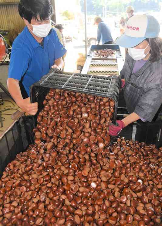 農家が運び込んだクリを大型ケースに入れる選果場の従業員たち＝山鹿市