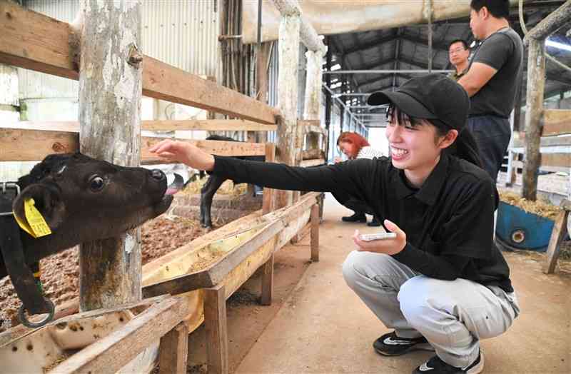 子牛と触れ合う東海大「阿蘇援農コミュニティープロジェクト」の学生＝産山村