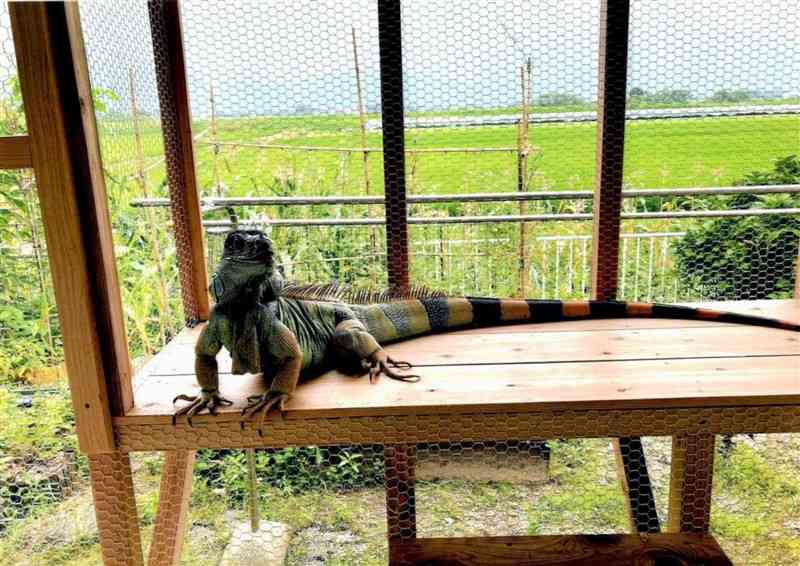 あさぎり町の民家から逃げ、行方が分からなくなっているグリーンイグアナ（県警提供）