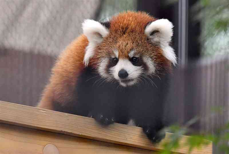 熊本市動植物園で初めて一般公開されたレッサーパンダの赤ちゃん「杏香（あこ）」＝14日午前9時45分ごろ、同市東区（鹿本成人）