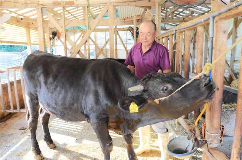 天草家畜市場での最後の競りを前に、子牛を世話する髙道修二さん＝苓北町