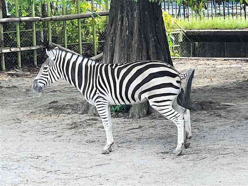 死んだグラントシマウマの「ミヤコ」（熊本市動植物園提供、2023年4月撮影）