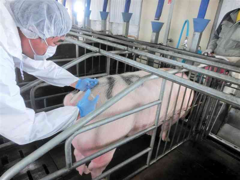 県城北家畜保健衛生所管内の農場で豚に豚熱ワクチンを打つ家畜防疫員ら＝27日（県提供）