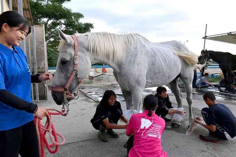 馬術部員にとって、馬の手入れは大事な仕事だ＝熊本市南区の熊本農高（谷川剛）