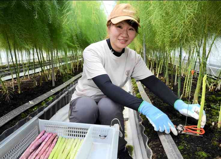 「おいしいアスパラを届けたい」と語る林田美和さん＝苓北町