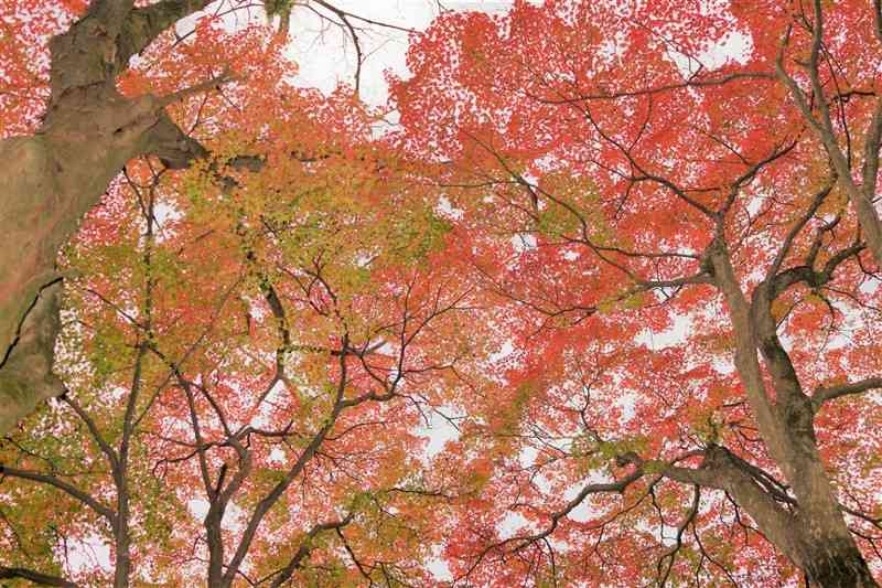 熊本市の熊本県民総合運動公園・和風庭園裏の紅葉。2022年11月撮影（熊本市、赤ちゃん）