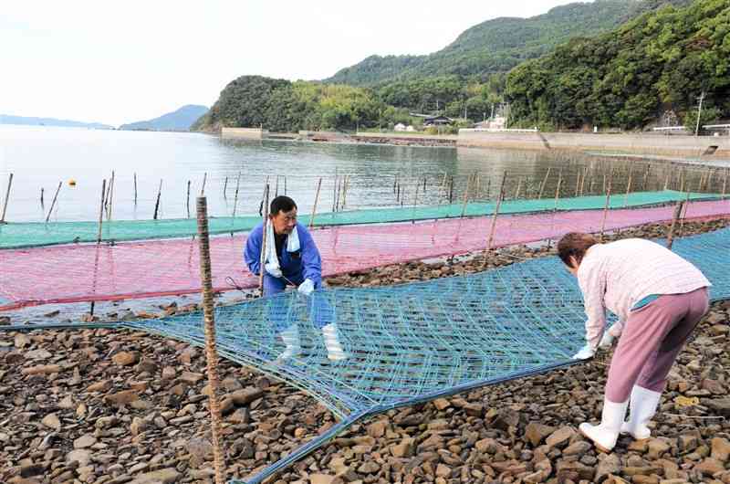 八代海の海岸で、アオサの種付け用の網を張る養殖業者＝天草市