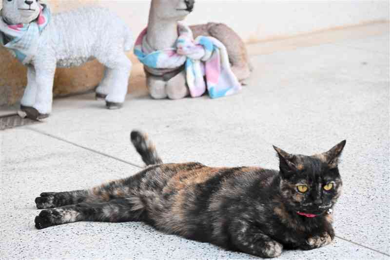 2カ月半ぶりに菊池女子高に帰ってきた雌猫の「チャッピー」＝菊池市