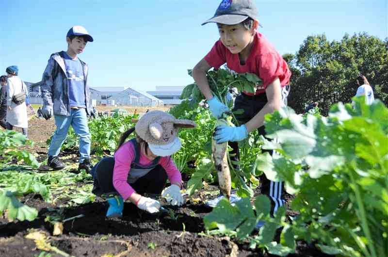 東海大農学部の学生が育てたダイコンを収穫する子どもたち＝益城町