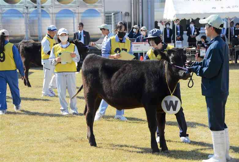 「家畜審査競技会」で黒毛和種の子牛の優劣を審査する生徒たち＝25日、菊池市