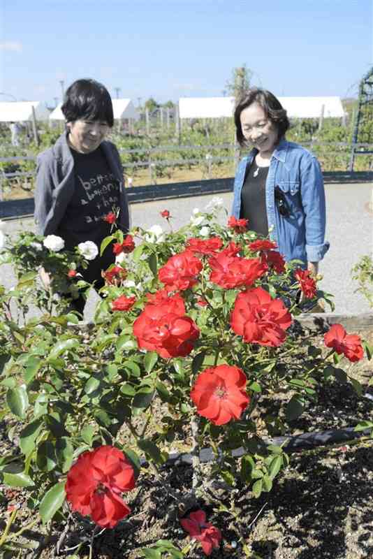 エコパーク水俣バラ園でバラを眺める来場者＝水俣市