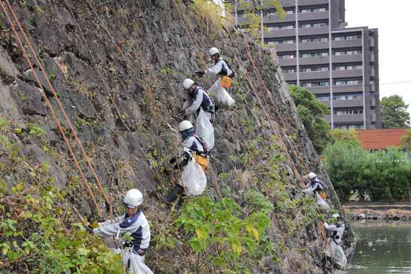 八代城跡の石垣を清掃するNPO法人しらさぎのメンバー＝10月14日、八代市