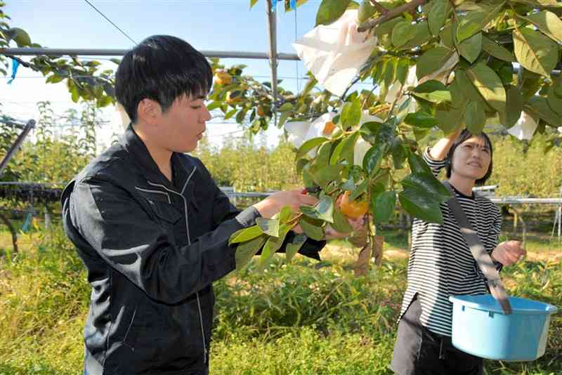 柿の収穫体験をする参加者（左）と生産者の坂本美鈴さん＝10月28日、錦町