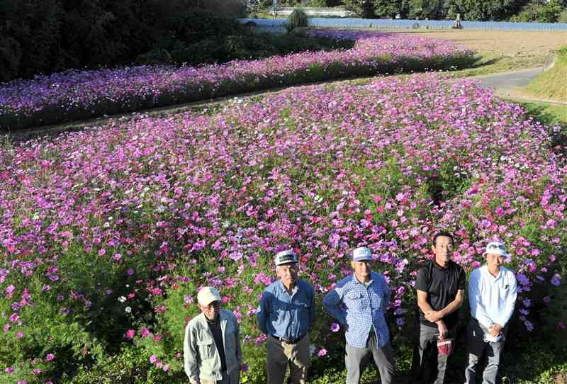 市道沿いにコスモスを育てる松島区の住民たち＝10月31日、菊池市