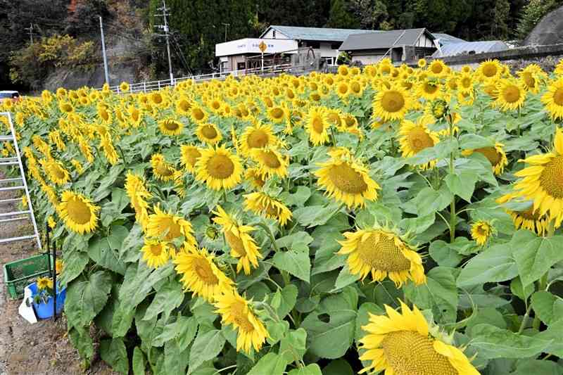 国道265号沿いの畑で満開になっているヒマワリ＝5日、山都町